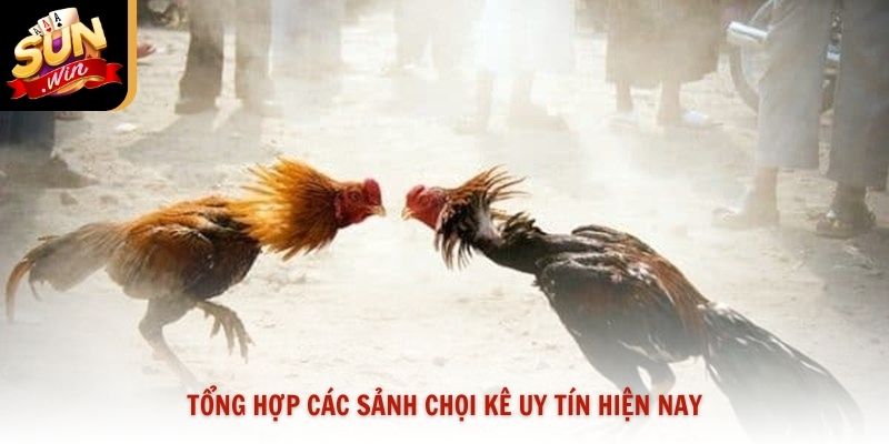 Tổng hợp các sảnh chọi kê uy tín hiện nay